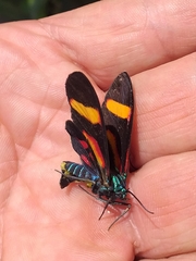 Cyanopepla submacula