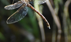 Boyeria vinosa