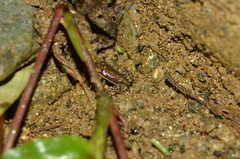 Epipedobates anthonyi