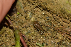 Epipedobates anthonyi