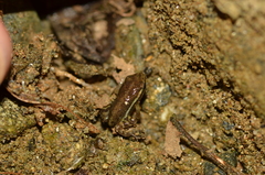 Epipedobates anthonyi