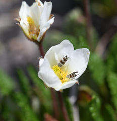 Tinagma pulverilinea