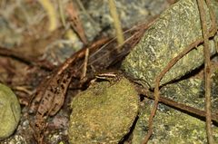 Epipedobates anthonyi