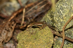 Epipedobates anthonyi