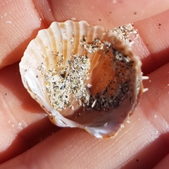 Acanthocardia aculeata