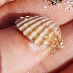 Acanthocardia aculeata