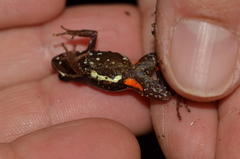 Epipedobates anthonyi