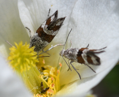 Tinagma pulverilinea