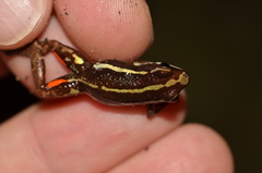 Epipedobates anthonyi