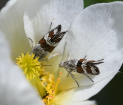 Tinagma pulverilinea