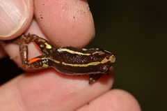 Epipedobates anthonyi