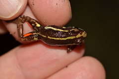 Epipedobates anthonyi