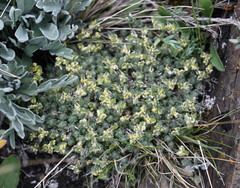 Draba novolympica