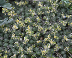 Draba novolympica
