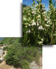 Erica straussiana