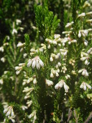 Erica straussiana