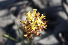 Tritoniopsis parviflora parviflora