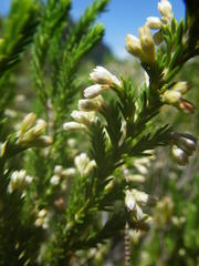 Erica straussiana