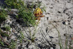 Tritoniopsis parviflora parviflora