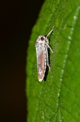 Tretogonia