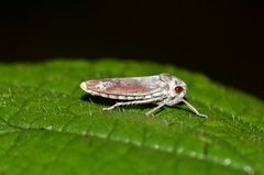 Tretogonia