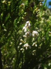 Erica straussiana