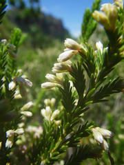 Erica straussiana