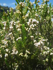Erica straussiana