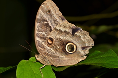 Caligo illioneus