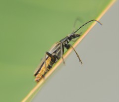 Chauliognathus hieroglyphicus