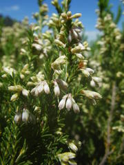 Erica straussiana