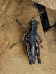 Melanoplus triangularis