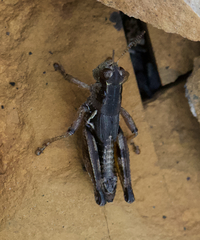Melanoplus triangularis