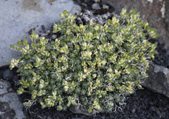 Draba novolympica
