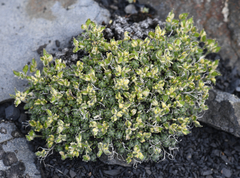 Draba novolympica