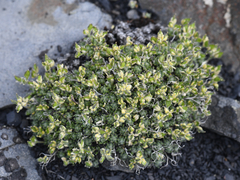Draba novolympica