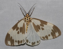 Nyctemera carissima