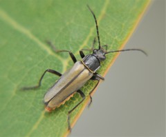 Chauliognathus hieroglyphicus