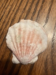 Nodipecten