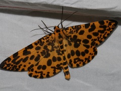 Epobeidia tigrata tigrata