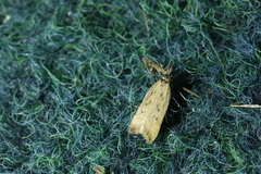 Dichomeris limosellus