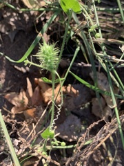 Echinopepon wrightii