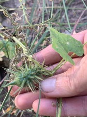 Echinopepon wrightii