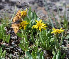 Boloria astarte