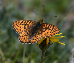 Boloria astarte