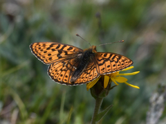 Boloria astarte