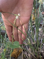 Echinopepon wrightii