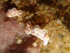 Ceratosoma