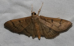 Omiodes pernitescens