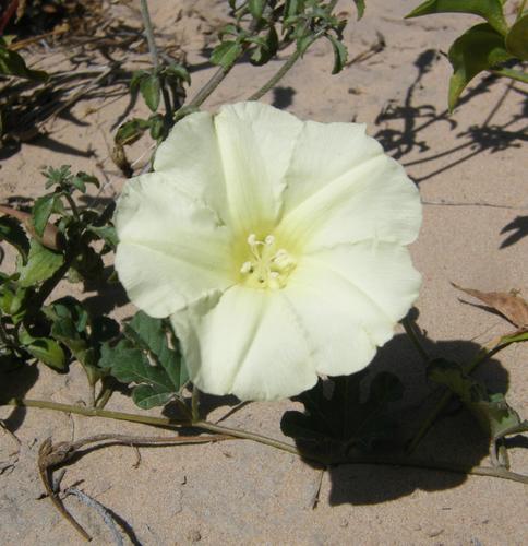 Albany Merremia (Merremia malvifolia)